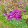 GRANDE MAUVE. Jardin de Noë. BRUNO GODET